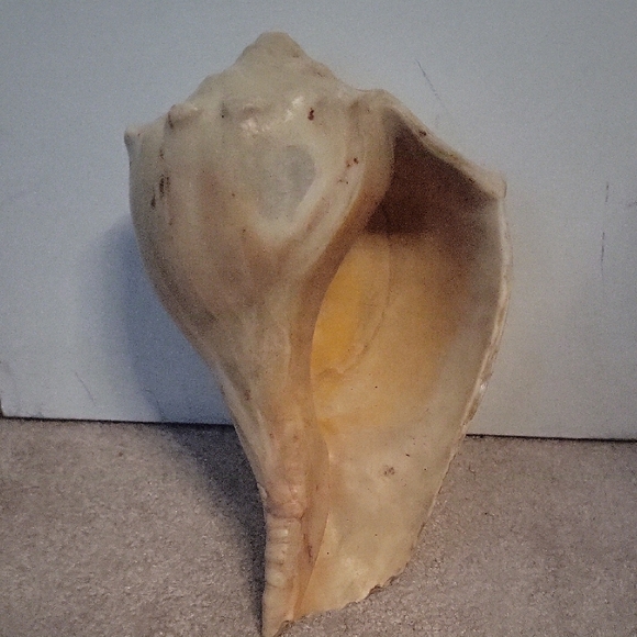 Conch Shell (Decor) - Picture 5 of 5